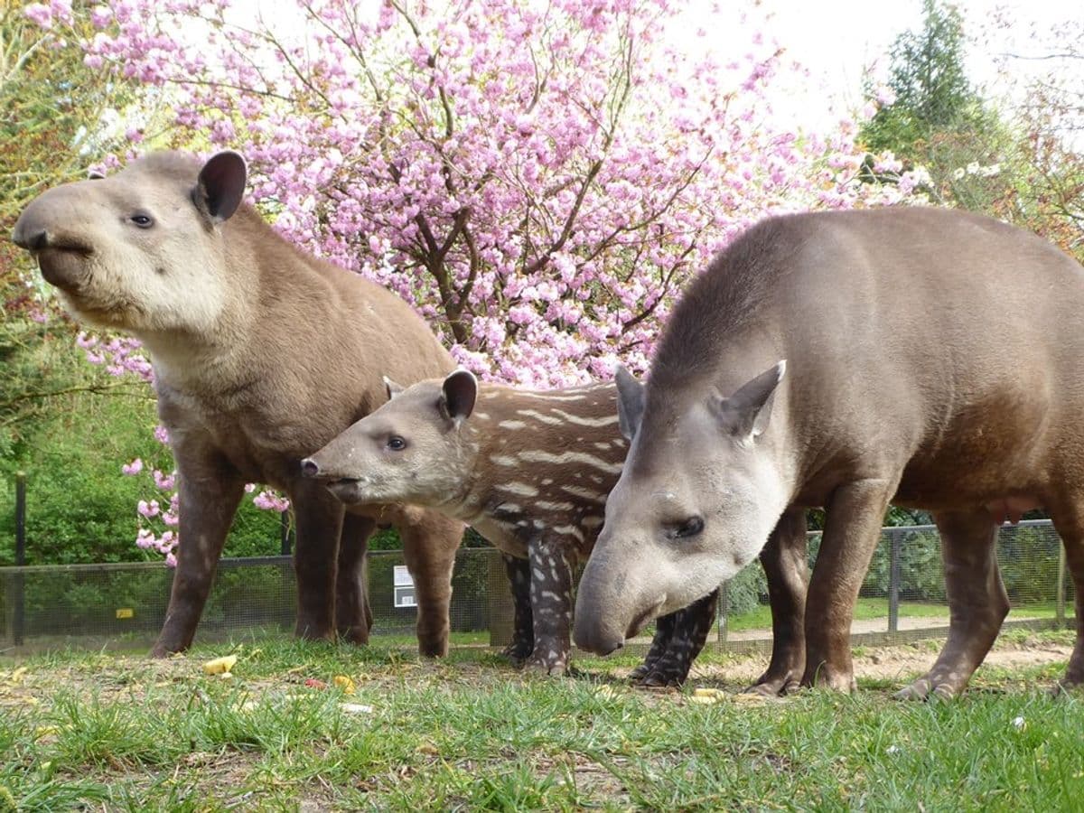 Linton Zoo